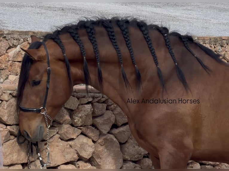 PRE Mix Stallion 3 years 16,1 hh Brown in Sevilla