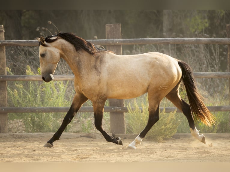 PRE Stallion 3 years 16,1 hh Buckskin in El Catllar