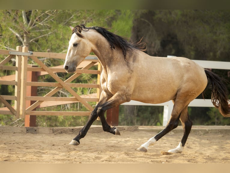 PRE Stallion 3 years 16,1 hh Buckskin in El Catllar
