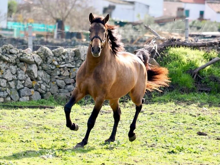 PRE Mix Stallion 3 years 16,1 hh Dun in Navas Del Madroño