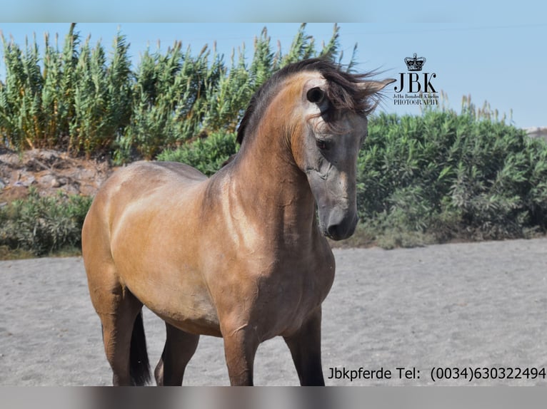PRE Stallion 3 years 16,1 hh Dun in Taberna Almeria