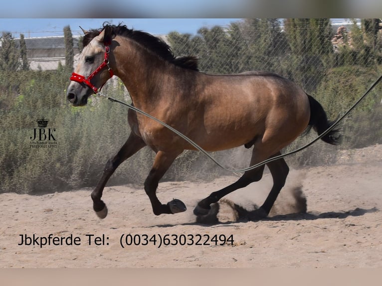 PRE Stallion 3 years 16,1 hh Dun in Taberna Almeria