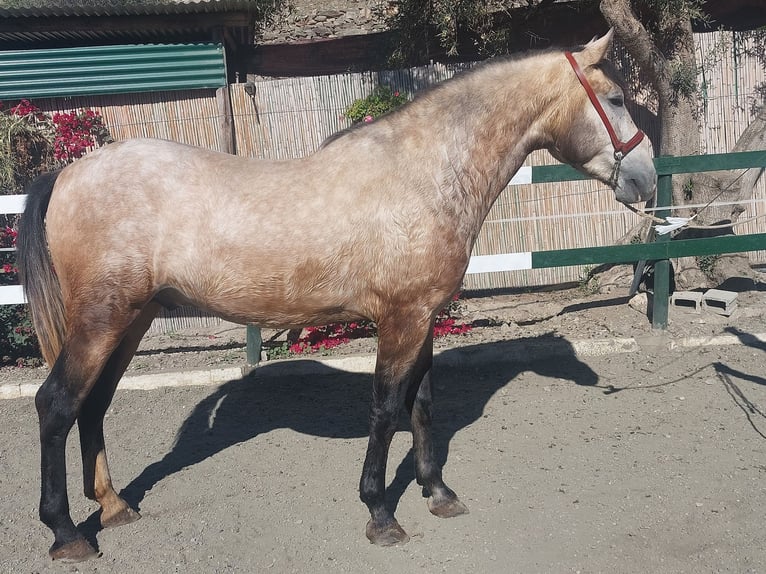 PRE Mix Stallion 3 years 16,1 hh Grey in Nerja