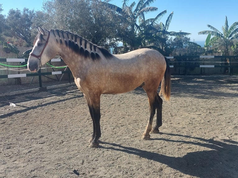 PRE Mix Stallion 3 years 16,1 hh Grey in Nerja