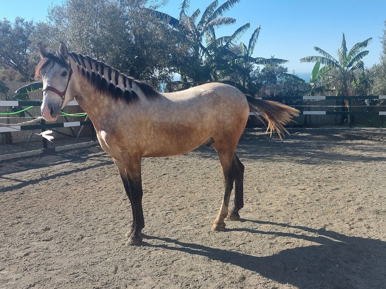 PRE Mix Stallion 3 years 16,1 hh Grey in Nerja