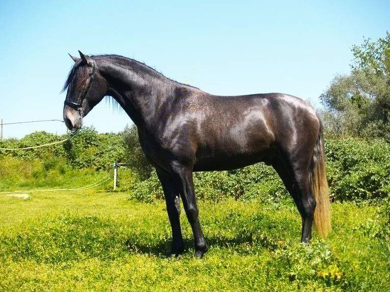 PRE Stallion 3 years 16,1 hh Grey-Dark-Tan in Sant Julia De Boada