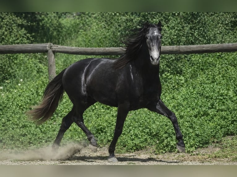 PRE Stallion 3 years 16,1 hh Grey-Dark-Tan in Sant Julia De Boada