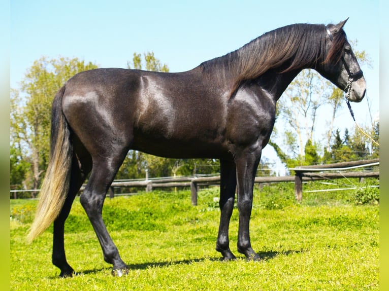 PRE Stallion 3 years 16,1 hh Grey-Dark-Tan in Sant Julia De Boada