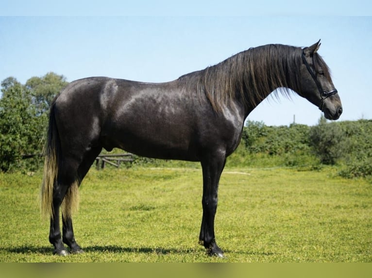 PRE Stallion 3 years 16,1 hh Grey-Dark-Tan in Sant Julia De Boada