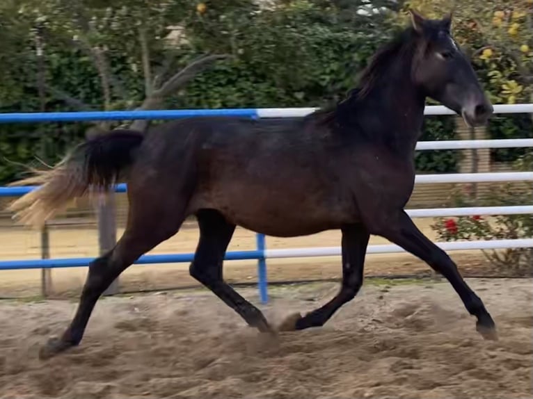 PRE Stallion 3 years 16,1 hh Grey in Fuentes De Andalucia