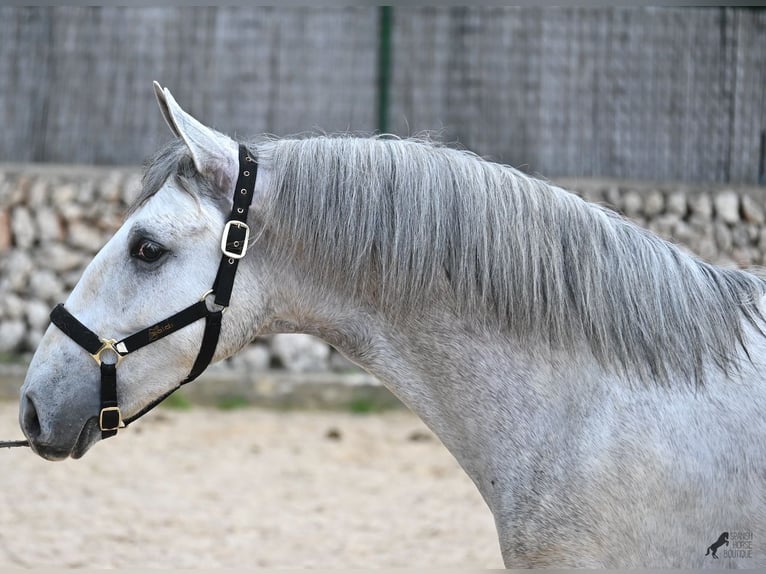 PRE Stallion 3 years 16,1 hh Grey in Menorca