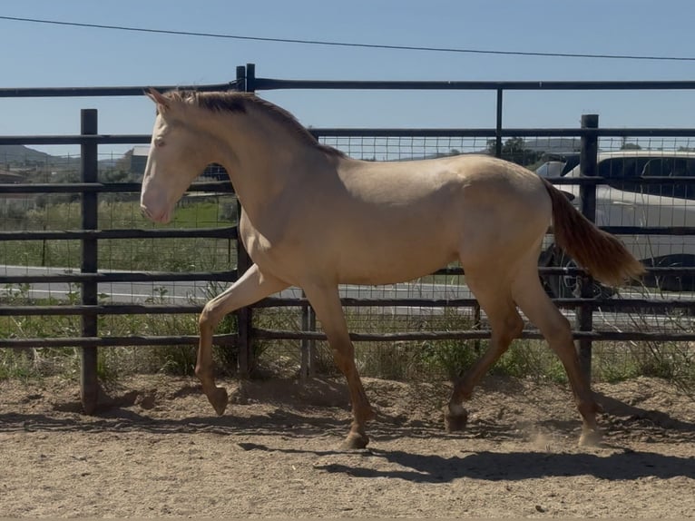 PRE Mix Stallion 3 years 16,1 hh Perlino in Santa Marta