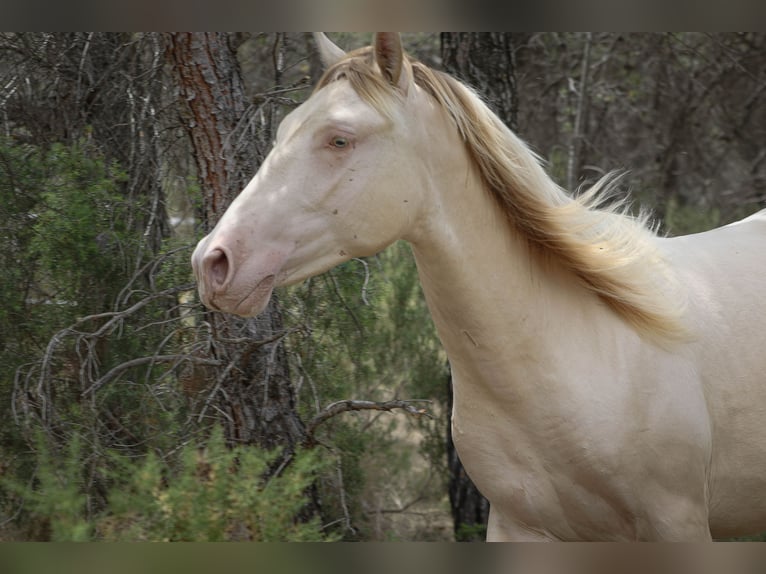 PRE Stallion 3 years 16,1 hh Perlino in Alcoi/Alcoy