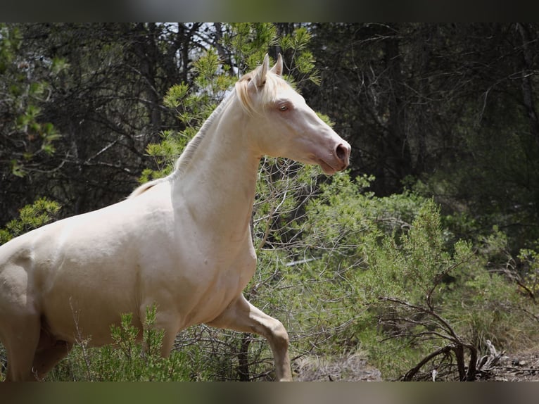PRE Stallion 3 years 16,1 hh Perlino in Alcoi/Alcoy