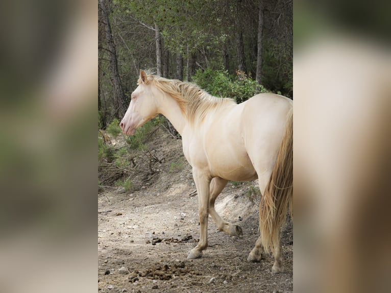 PRE Stallion 3 years 16,1 hh Perlino in Alcoi/Alcoy