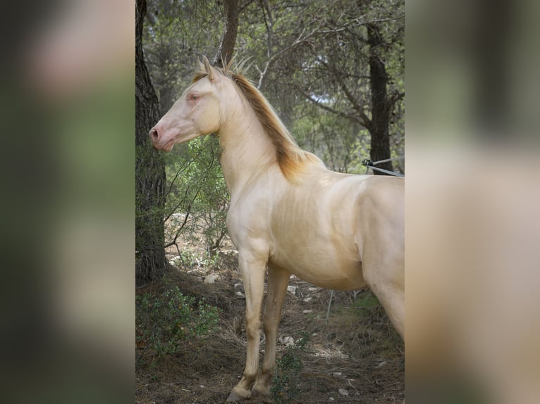 PRE Stallion 3 years 16,1 hh Perlino in Alcoi/Alcoy