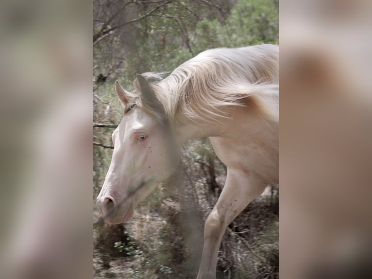 PRE Stallion 3 years 16,1 hh Perlino in Alcoi/Alcoy