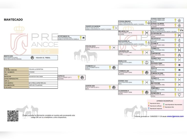 PRE Stallion 3 years 16,1 hh Perlino in Alcoi/Alcoy