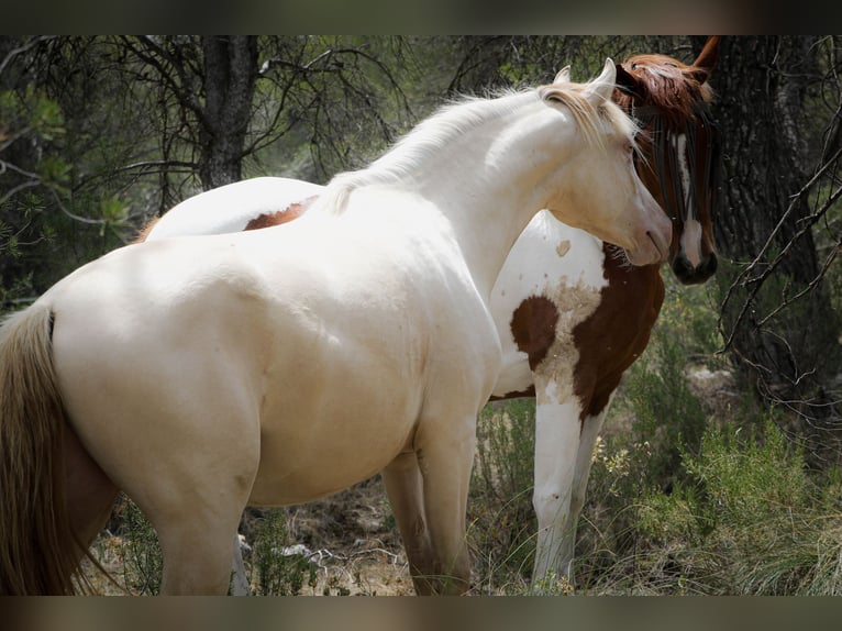 PRE Stallion 3 years 16,1 hh Perlino in Alcoi/Alcoy