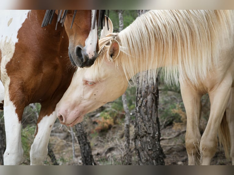 PRE Stallion 3 years 16,1 hh Perlino in Alcoi/Alcoy