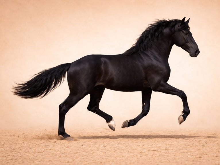 PRE Mix Stallion 3 years 16,2 hh Black in Navas Del Madroño