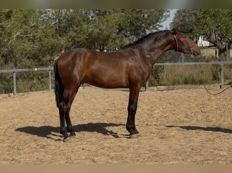 PRE Mix Stallion 3 years 16,2 hh Brown in PedralbaPedralba