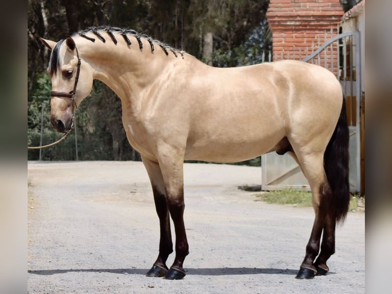 PRE Mix Stallion 3 years 16,2 hh Buckskin in Santa Perpetua de Mogoda