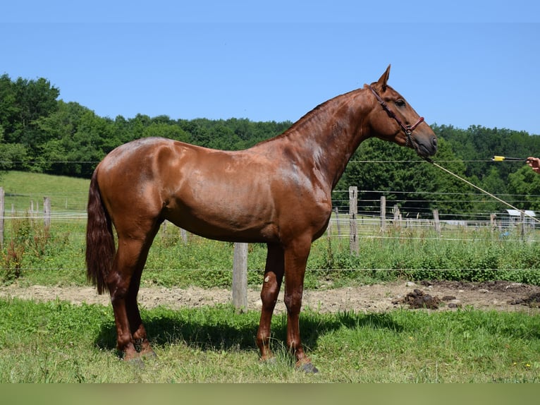 PRE Stallion 3 years 16,2 hh Chestnut-Red in CAUMONT
