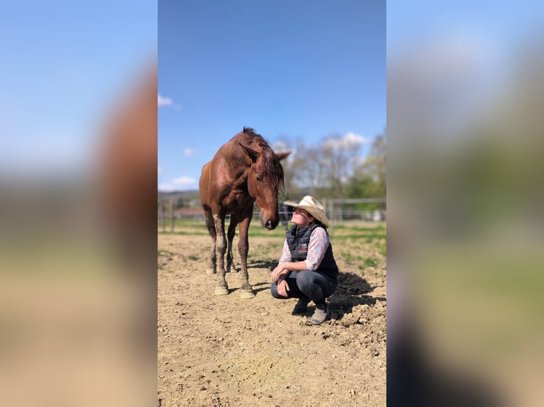PRE Mix Stallion 3 years 16,2 hh Chestnut-Red in CAUMONT