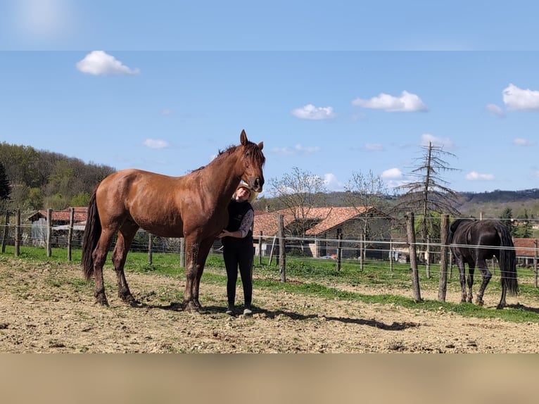 PRE Mix Stallion 3 years 16,2 hh Chestnut-Red in CAUMONT