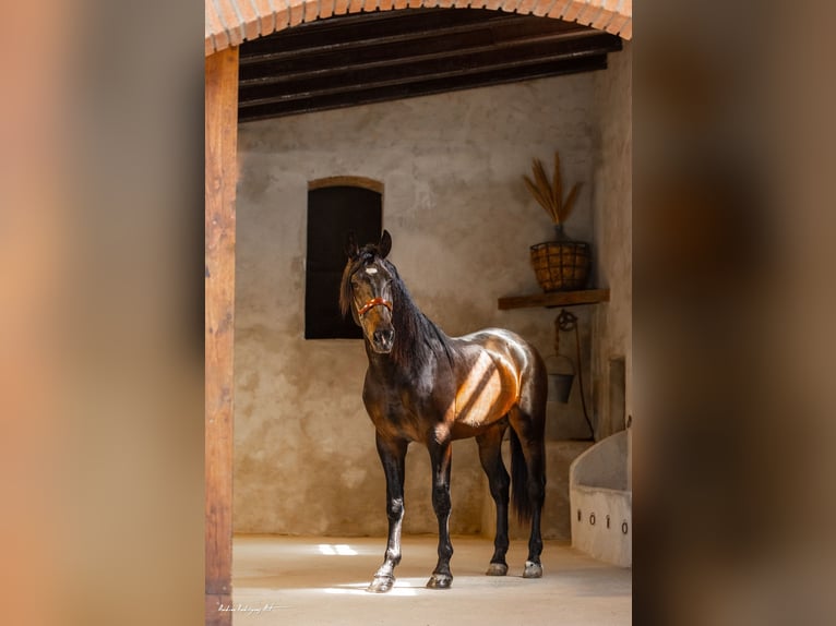 PRE Mix Stallion 3 years 16,2 hh Dunalino in Hamburg