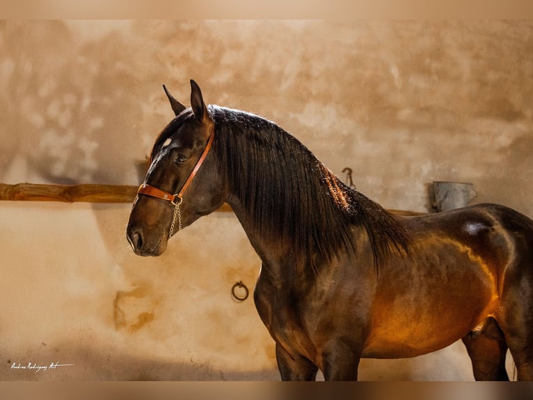 PRE Mix Stallion 3 years 16,2 hh Dunalino in Hamburg