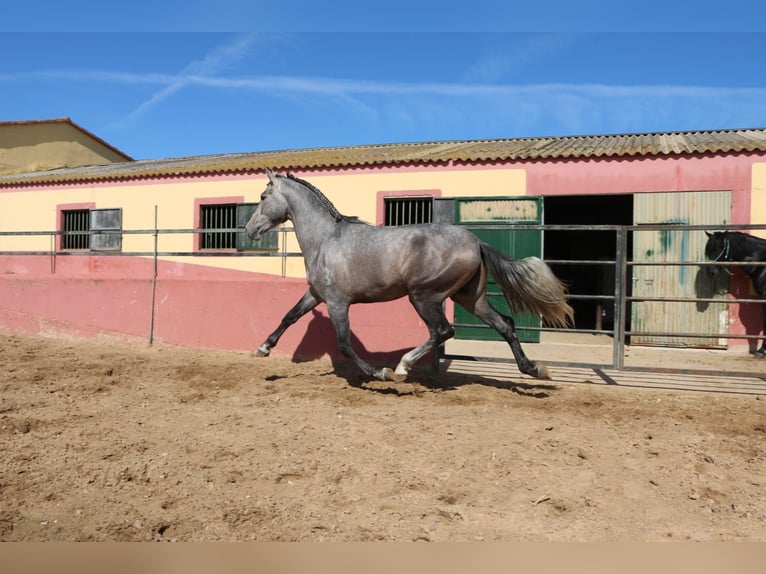 PRE Mix Stallion 3 years 16,2 hh Gray in Medellin