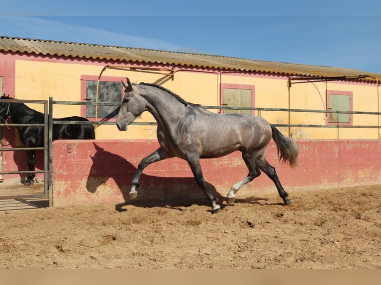 PRE Mix Stallion 3 years 16,2 hh Gray in Medellin