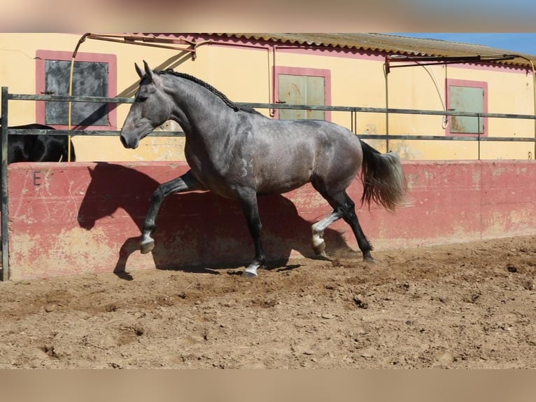 PRE Mix Stallion 3 years 16,2 hh Gray in Medellin