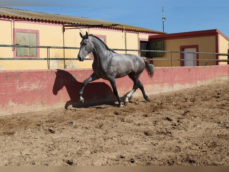 PRE Mix Stallion 3 years 16,2 hh Gray in Medellin