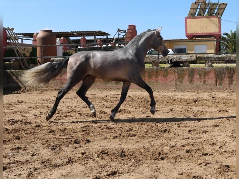 PRE Mix Stallion 3 years 16,2 hh Gray in Medellin