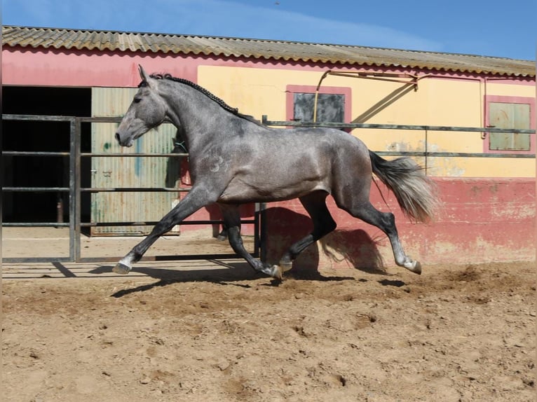 PRE Mix Stallion 3 years 16,2 hh Gray in Medellin