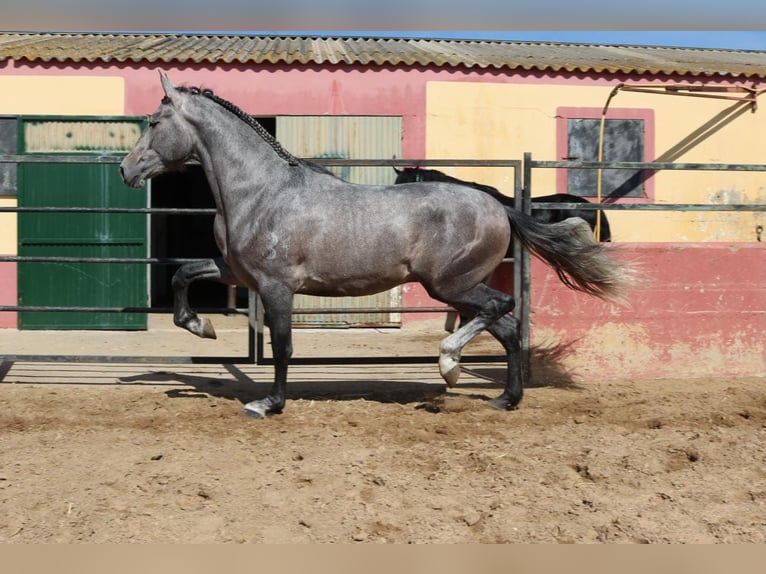 PRE Mix Stallion 3 years 16,2 hh Gray in Medellin