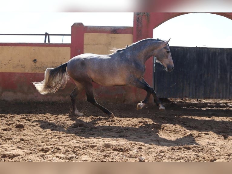 PRE Mix Stallion 3 years 16,2 hh Gray in Medellin