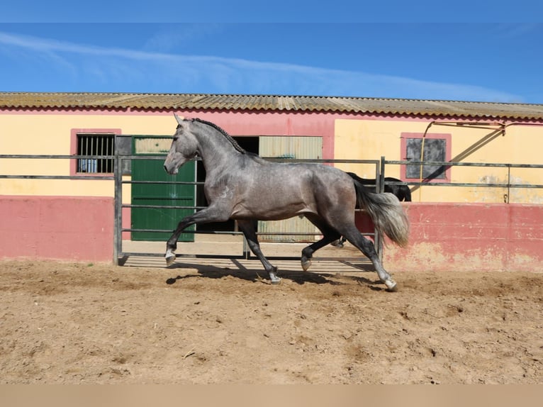 PRE Mix Stallion 3 years 16,2 hh Gray in Medellin
