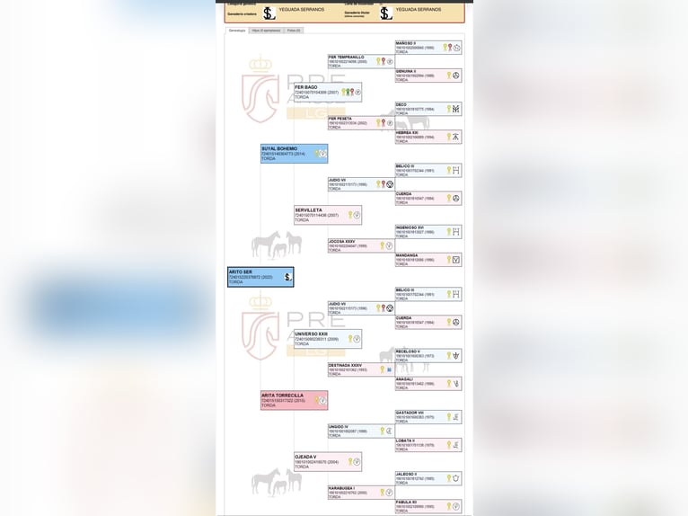 PRE Stallion 3 years 16,2 hh Grey in Sevilla