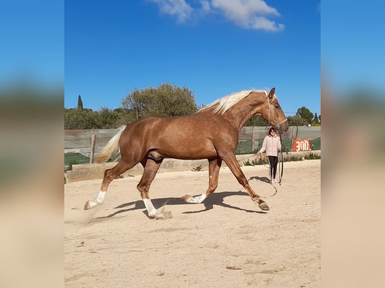 PRE Stallion 3 years 16,2 hh Palomino in Navarra