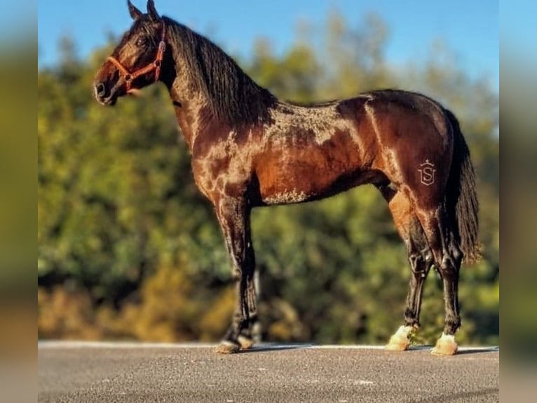 PRE Mix Stallion 3 years 16,2 hh Smoky-Black in Calañas