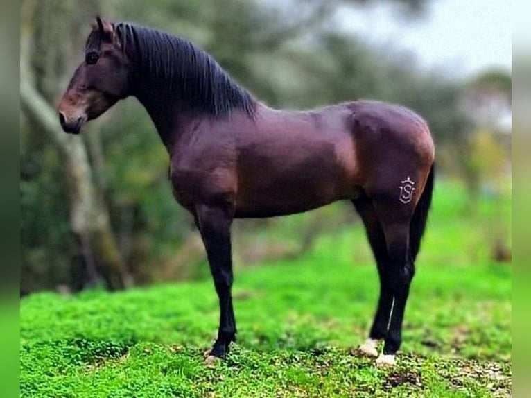 PRE Mix Stallion 3 years 16,2 hh Smoky-Black in Calañas