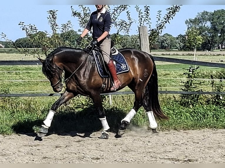 PRE Mix Stallion 3 years 16,3 hh Brown in Wremen