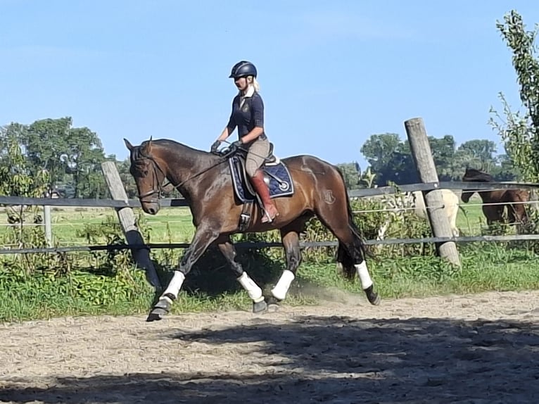 PRE Mix Stallion 3 years 16,3 hh Brown in Wremen