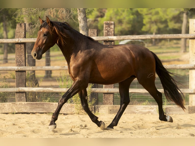 PRE Mix Stallion 3 years 16,3 hh Brown in El Catllar PRE Mix Stallion 3 years 16,3 hh Brown in El Catllar