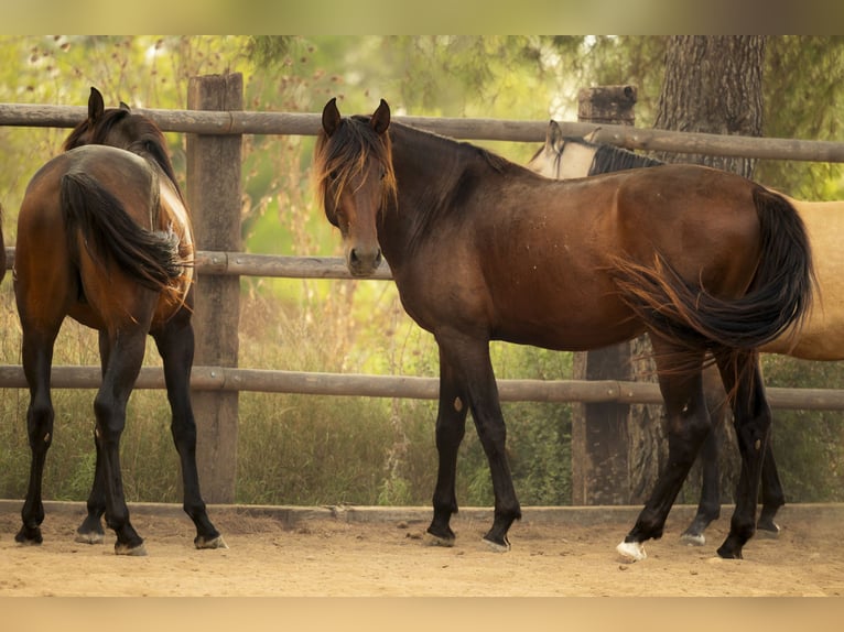 PRE Mix Stallion 3 years 16,3 hh Brown in El Catllar PRE Mix Stallion 3 years 16,3 hh Brown in El Catllar