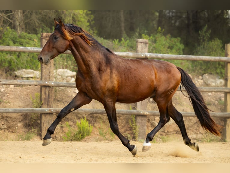 PRE Mix Stallion 3 years 16,3 hh Brown in El Catllar PRE Mix Stallion 3 years 16,3 hh Brown in El Catllar
